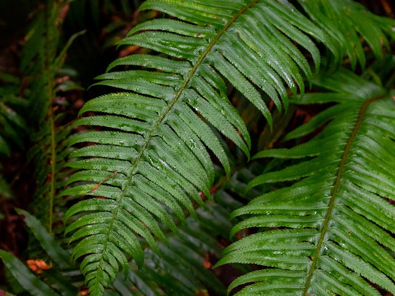 Market intelligence dashboard